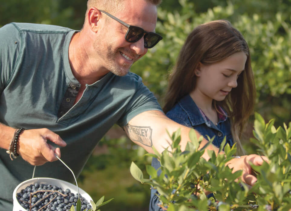 pick blueberries