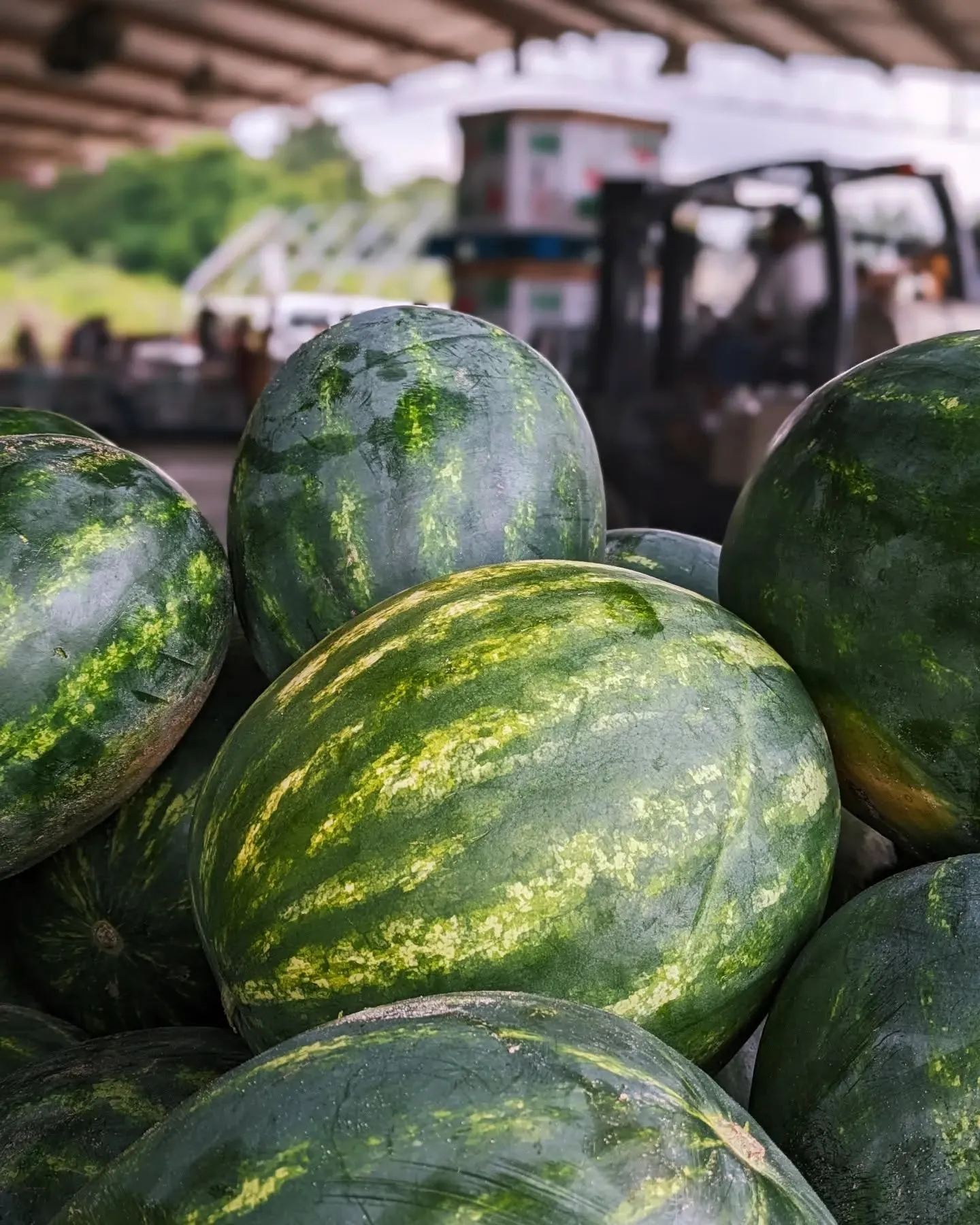 Slice Into Summer: How to Pick the Perfect Watermelon in Tifton