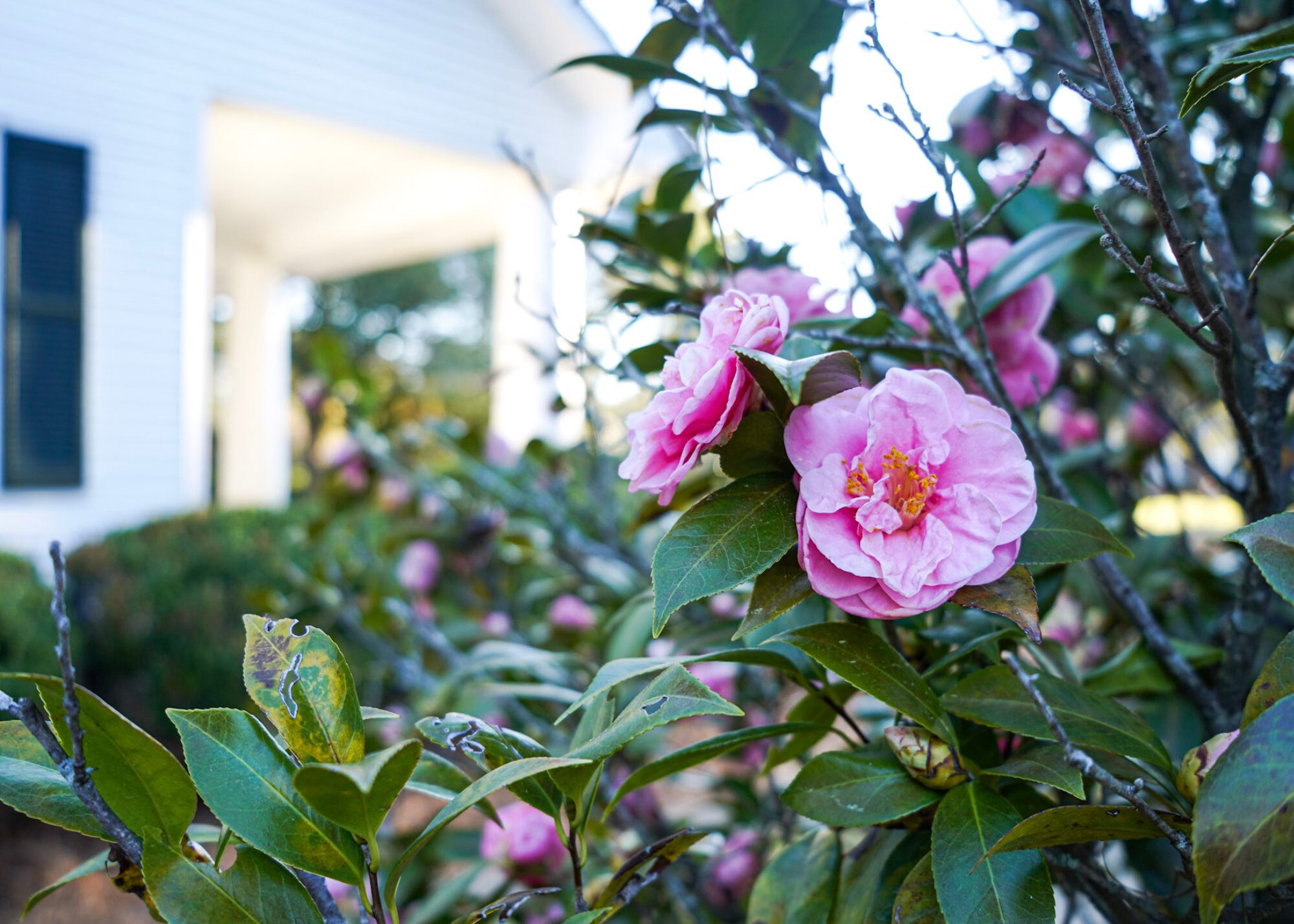 Think Tifton & Our Operation